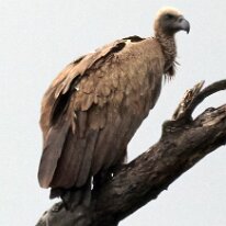 IMG_0305 Cape Vulture