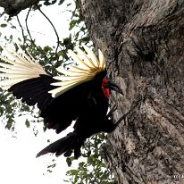 IMG_0574 Ground Hornbill (landing in a tree!) Ground Hornbill (landing in a tree!)