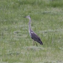 IMG_6046 Grey Heron