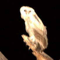 IMG_6563 Giant Eagle Owl