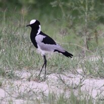 IMG_6689 Blacksmith's Lapwing