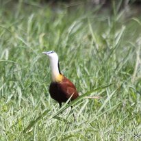 IMG_7563 African Jacana African Jacana