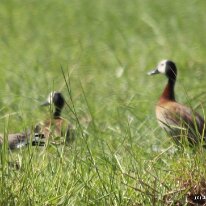 IMG_7715 White-Faced Duck