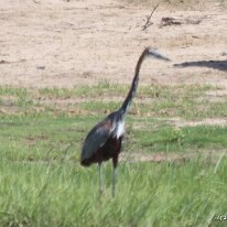 IMG_7874 Goliath Heron