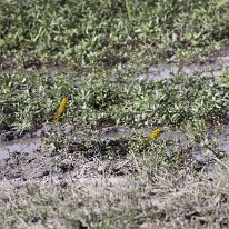 IMG_7967 Golden Weaver