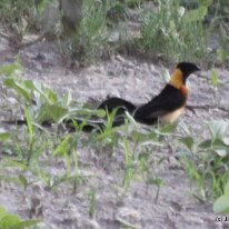 IMG_7971 Paradise Whydah