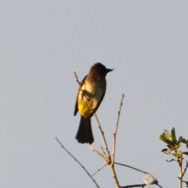 IMG_8681Yellow-Breasted Bulbul(1) Yellow-Bellied Bulbul