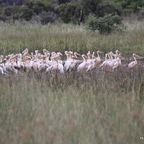 IMG_8780 Pelican Pelicans