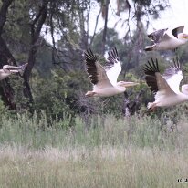 IMG_8856 Pelicans in flight