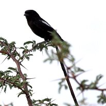 IMG_9236 Long Tailed Shrike (Magpie)