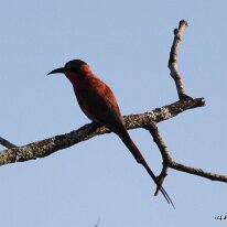 IMG_9999 Carmine Bee Eater